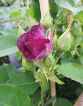 Preview: Kletterrose Bridge of Stars 2