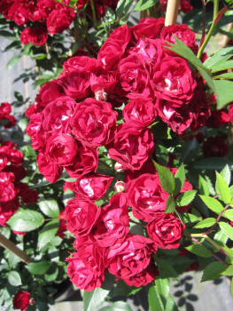 Kletterrose Chevy Chase 1