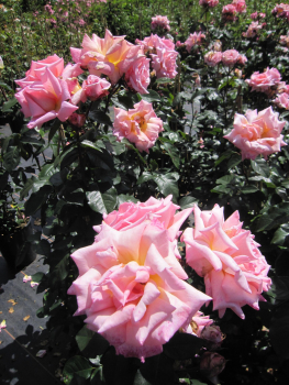 Kletterrose Compassion 5