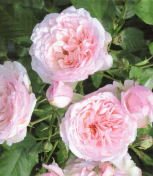 Kletterrose Divinia 1