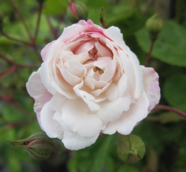 Kletterrose Felicite et Perpetue 1