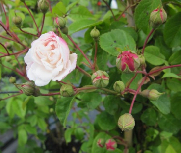 Preview: Rosa Felicite et Perpetue 2