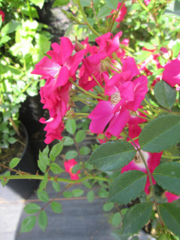 Kletterrose Libertas 3