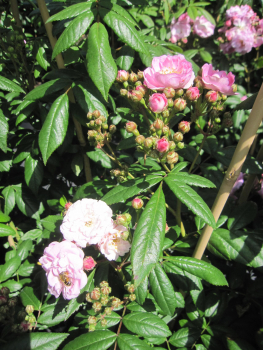 Kletterrose Perennial Rosali 1