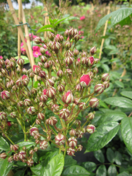 Preview: Kletterrose Perfumy Siluetta 3