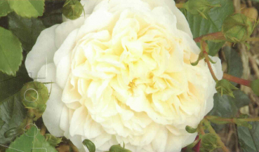 Kletterrose Perpetually Yours 1