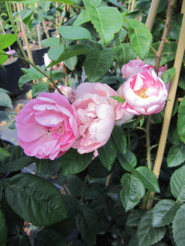 Preview: Rosa Raubritter 2