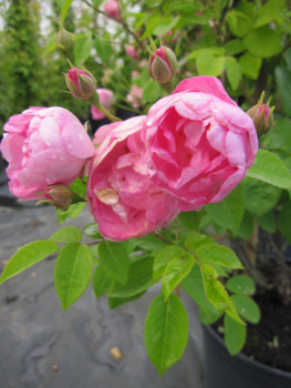 Preview: Kletterrose Raubritter 3