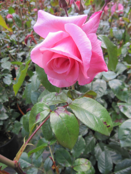 Kletterrose Rosenresli 1