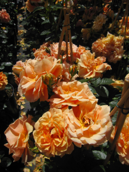 Kletterrose Skyline 1