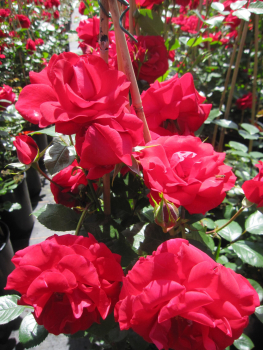 Kletterrose The Princes Trust 1