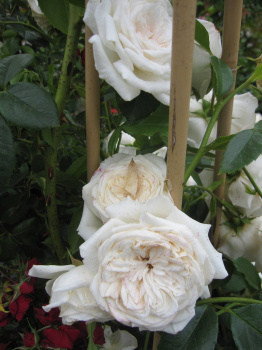 Preview: Kletterrose Vanill 2