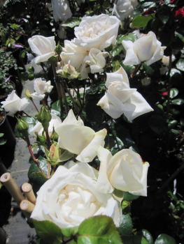Kletterrose White New Dawn 3