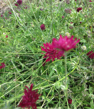 Preview: Mazedonische Witwenblume 2