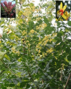 Blasenbaum 1