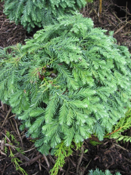 MiSequioa sempervirens Kellys prostate 1