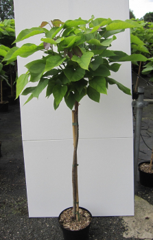 Preview: Hochstamm Kugel-Trompetenbaum Nana 3