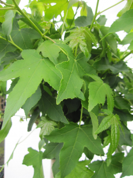 Preview: Hochstamm Kugel-Amberbaum Oconee 2