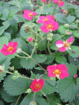 Gartenerdbeere Lipstick 1