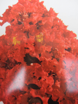Lagerstroemia indica Best Red 1