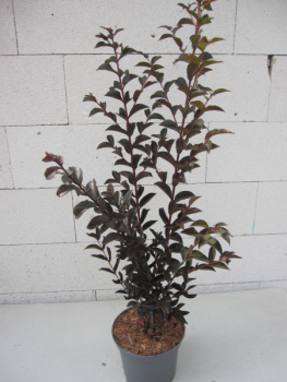 Lagerstroemia indica Best Red 2