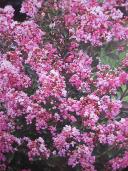 Lagerstroemia indica Hopi 1