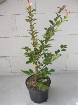 Lagerstroemia indica Hopi 3