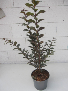 Preview: Chinesische Kräuselmyrte Lavander Lace 2