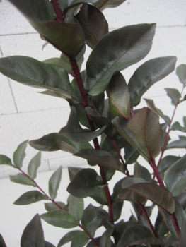 Preview: Chinesische Kräuselmyrte Lavander Lace 3