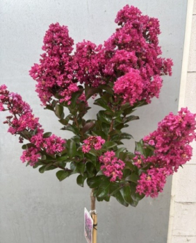 Hochstamm Chinesische Kräuselmyrte Purple Star 1