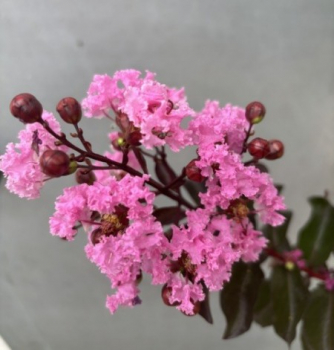 Preview: Hochstamm Chinesische Kräuselmyrte Rhapsody in Pink - Lagerstroemia indica - sehr bienenfreundlich