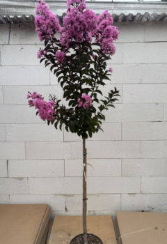 Preview: Hochstamm Chinesische Kräuselmyrte Rhapsody in Pink - Lagerstroemia indica - sehr bienenfreundlich