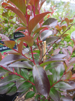 Lagerstroemia indica Ruffled Red Magic 2