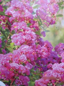 Kräuselmyrte Indica Violet D'Ete1