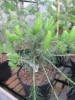 Larix decidua Fart1