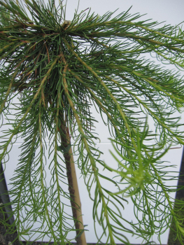 Preview: Hochstamm Europäische Hängelärche Puli 2