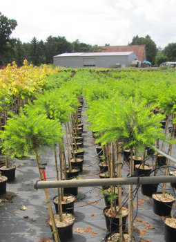 Preview: Hochstamm Amerikanische Lärche Arethusa Bog 4