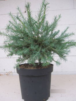 Larix Laricina Wishnik 1