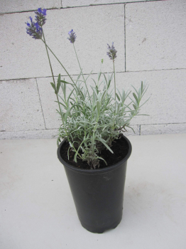 Lavendel Moroccan 3