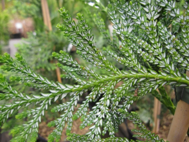Thujopsis dolobrata Cristata2