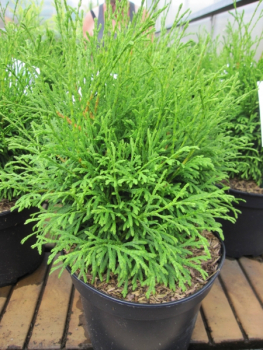 Thuja occidentalis Strasko WB 1