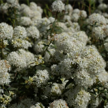 Ledum glandulosum