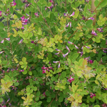 Lespedeza bicolor Yakushima 1