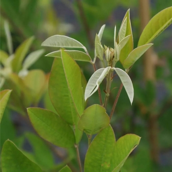 Lespedeza liukiuensis