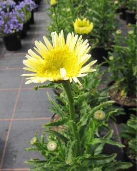 Großblumige Garten-Margerite Real Glory 1