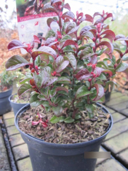 Lavendelheide Twisting Red 1