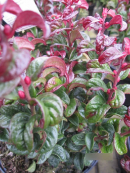 Preview: Lavendelheide Twisting Red 2