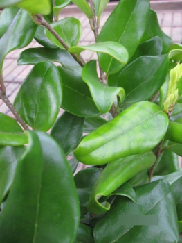 Ligustrum japonicum Texanum 3