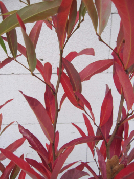 Lindera angustifolia 3