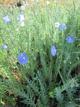 Linum perenne 1